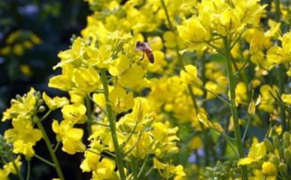 清风一吹,他们就飞走了。这句话对吗?