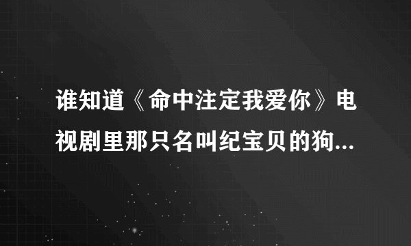 谁知道《命中注定我爱你》电视剧里那只名叫纪宝贝的狗狗是什么种类的狗狗？