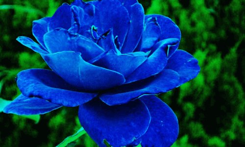 蓝色妖姬的花语是什么？