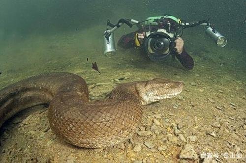 世界最大的蛇是森蚺，还是网纹蟒？