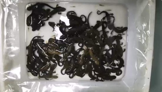 国家二级保护动物中国瘰螈10元一条当街卖，商家这么做犯了什么罪？