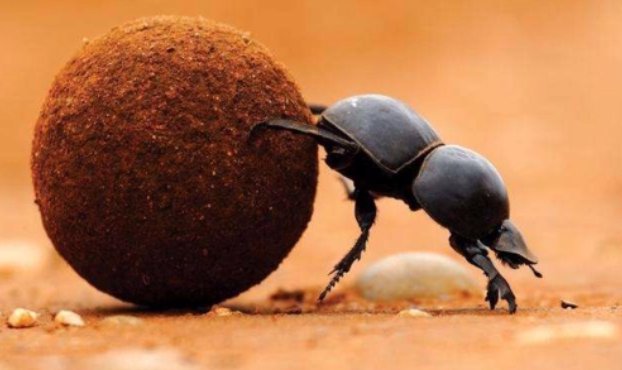 《昆虫记》蜣螂的特点和生活特征是什么？