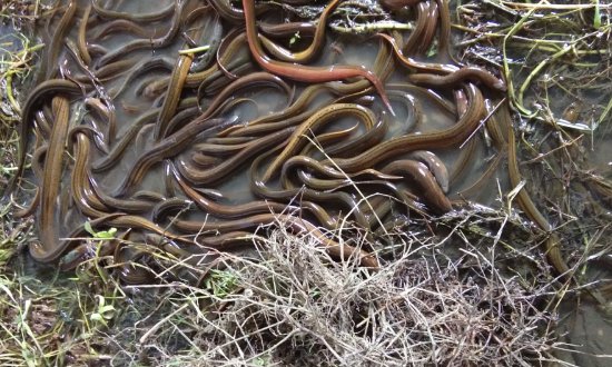 特种养殖项目有哪些?