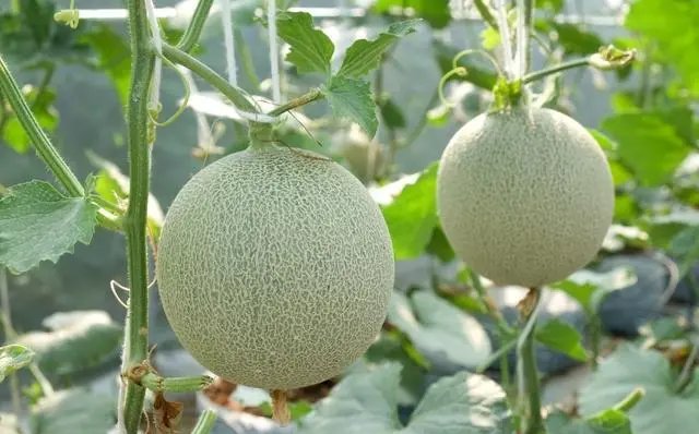 甜瓜多少钱一斤？