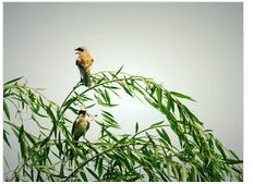 门泊东吴万里船全诗解