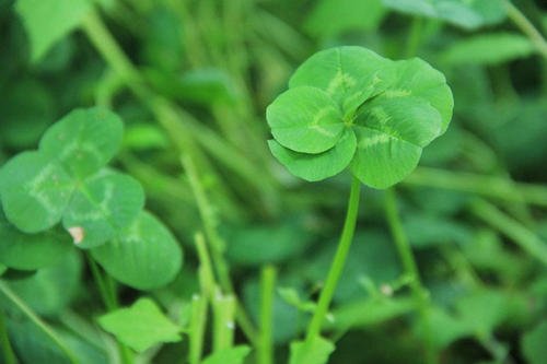 七叶草是什么植物啊?