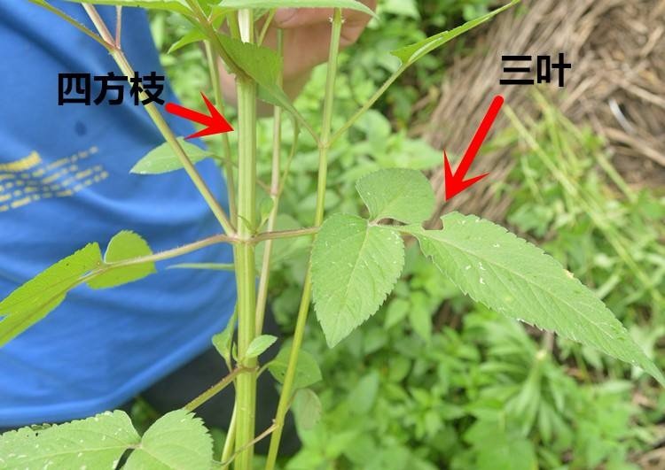 怎样识别三叶鬼针草？