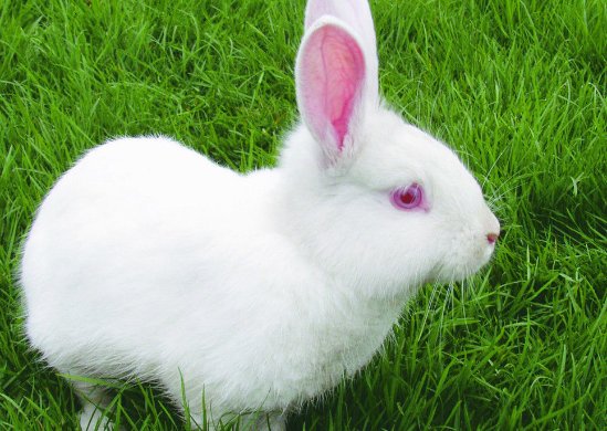 带有兔的四字成语大全