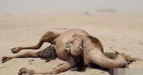 巨人观是什么意思？