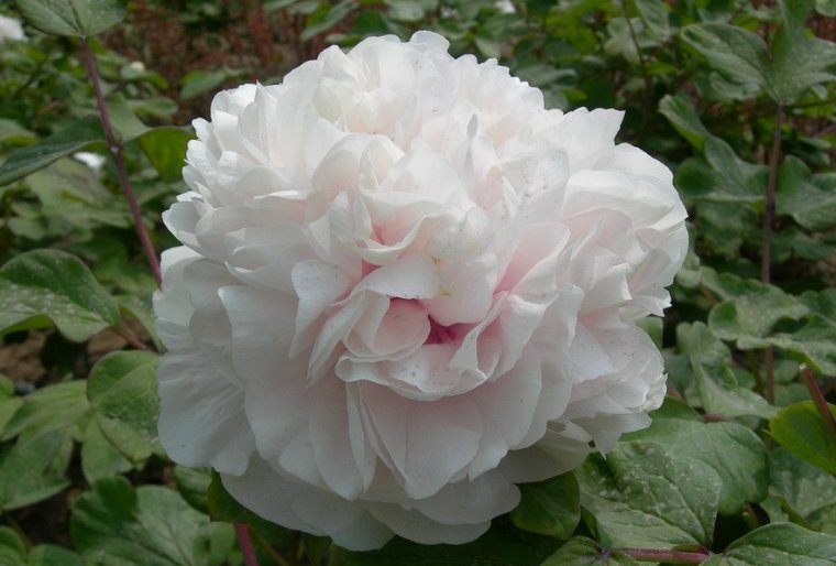 成语金桂飘香的意思