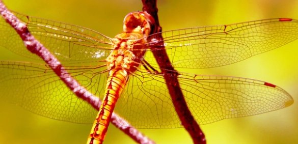 有哪些常见的昆虫？