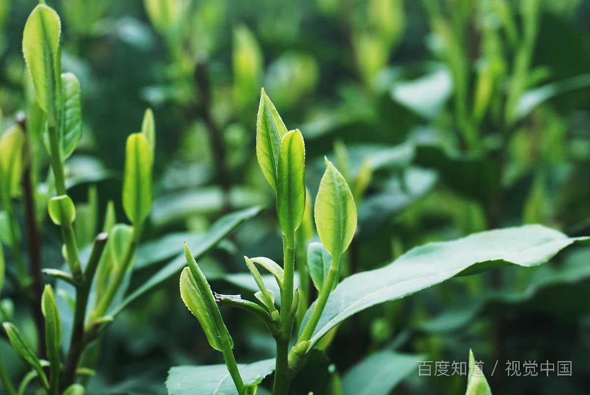 浙江的物产是什么东西