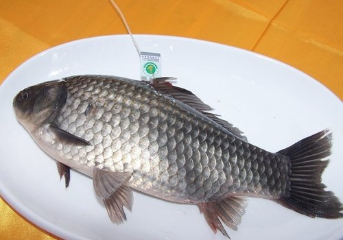 禁忌：狗肉不能和什么食物一起吃