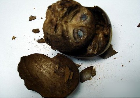 罗汉果怎么泡水