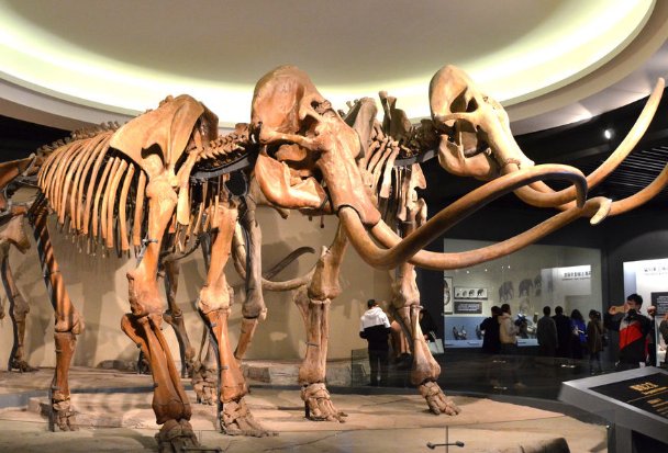 博物馆用英语怎么说