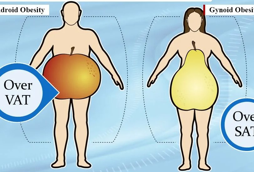 2尺5的腰围是多少厘米