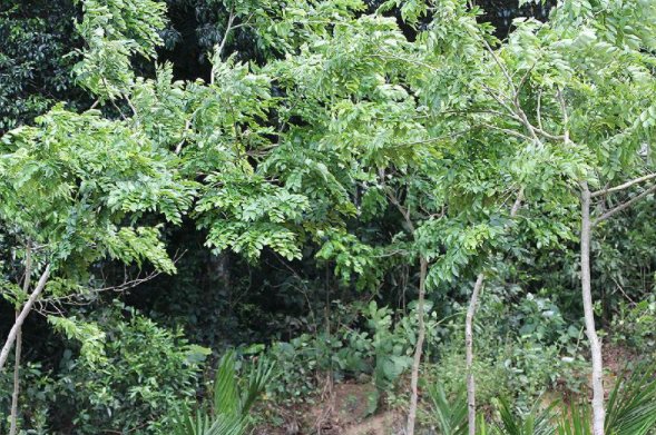 紫檀树一般几年成大树？