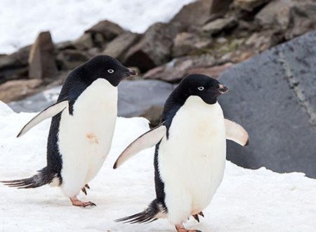 阿德利企鹅为什么保护帝企鹅？