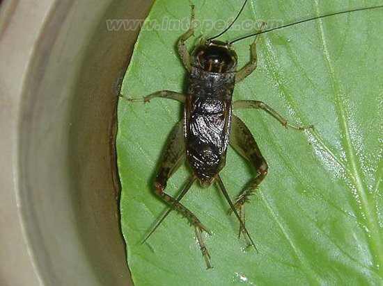 就是那一只蟋蟀的作品原文