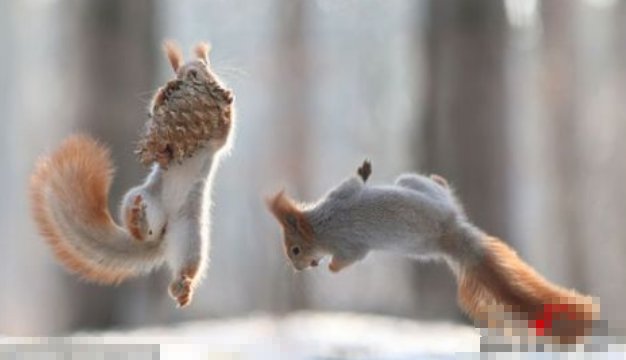 上蹿下跳还是上窜下跳?上蹿下跳与上窜下跳的区别是什么？