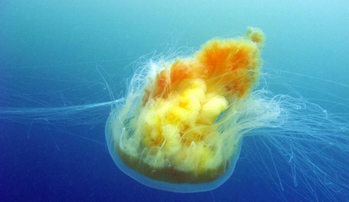 水母可以吃吗？