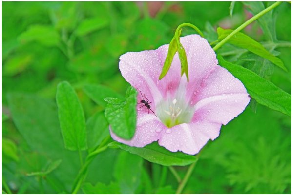 夕颜花的花语是什么啊?
