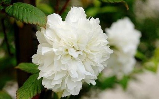 荼蘼是什么意思