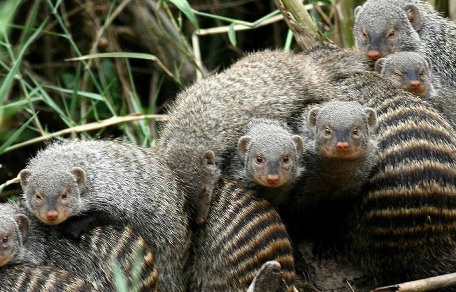 獴是一种什么动物？