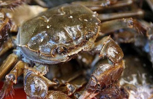 大闸蟹一般上市的季节是哪几个月？