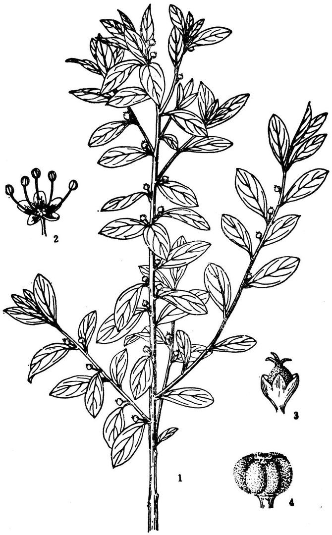 一叶萩有哪些特征？