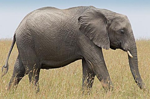 亚洲象遇到非洲象会怎么样呢?