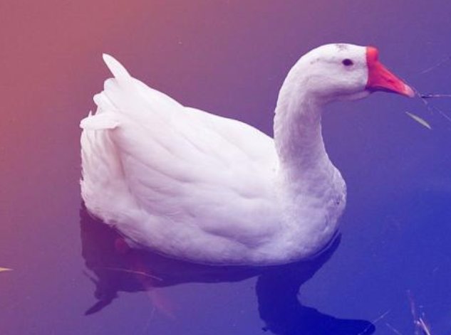 一起咏鹅是什么梗?