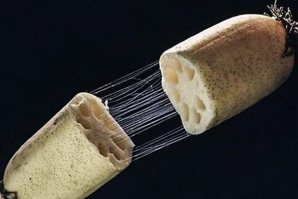 藕断丝连中断、丝是什么意思