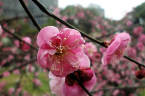 陌上花开什么意思？