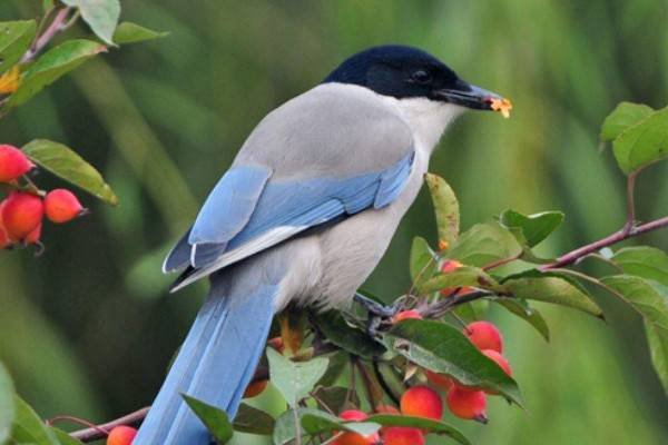 动物的尾巴像什么