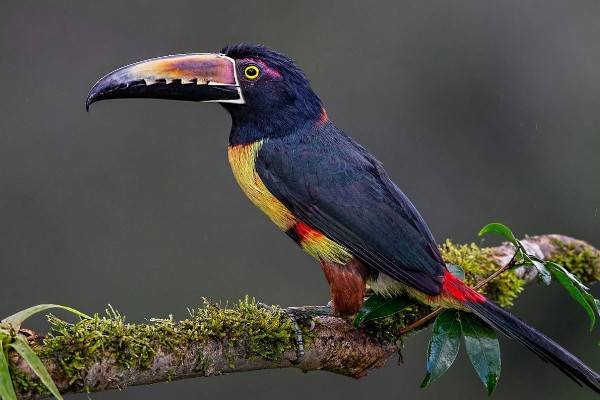 动物的尾巴像什么