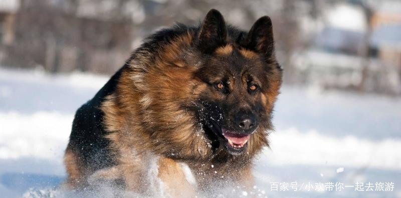 西德牧羊犬的战斗力怎么样呢?