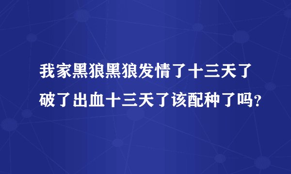 我家黑狼黑狼发情了十三天了破了出血十三天了该配种了吗？