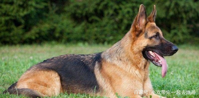 西德牧羊犬的战斗力怎么样呢?