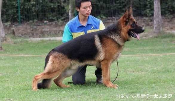 西德牧羊犬的战斗力怎么样呢?