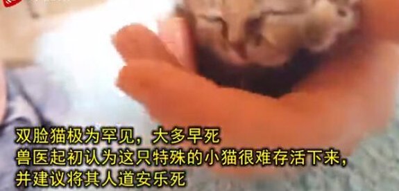 南非诞生双脸小猫是真的吗？