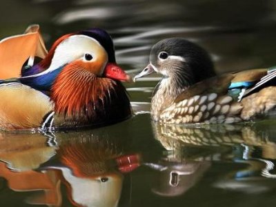 鸳鸯的鸳和鸳鸯的鸯各可以组什么词？