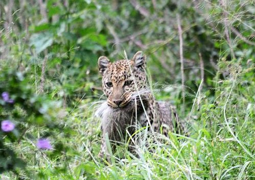 杭州金钱豹出逃的原因，到底是什么？