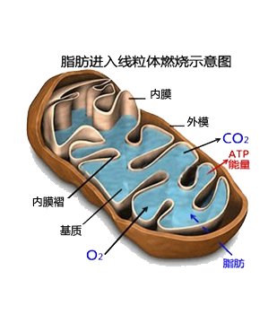 “左旋肉碱”真的能够减肥吗？