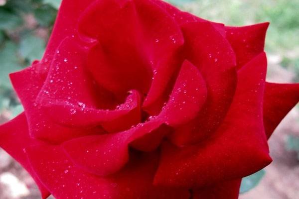 22朵玫瑰花花语是什么