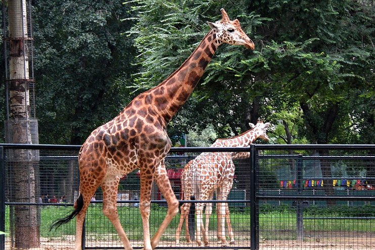 写一篇英语作文 旅行（5句话）
