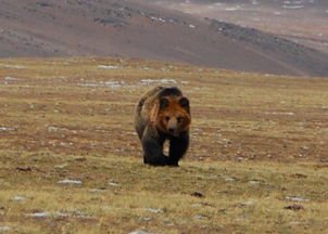 黑龙江男子采野菜遭黑熊袭击，此男子的伤势如何？