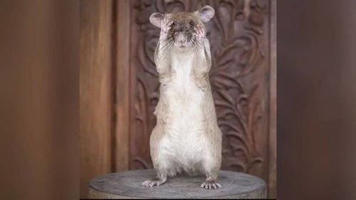 非洲巨鼠嗅出39枚地雷获奖章，老鼠也能排雷吗？