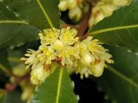 月桂花是桂花吗？