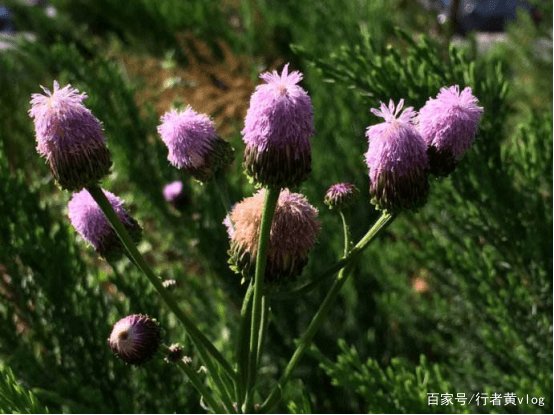 农村常见的“泥胡菜”，到底有哪些营养价值呢？